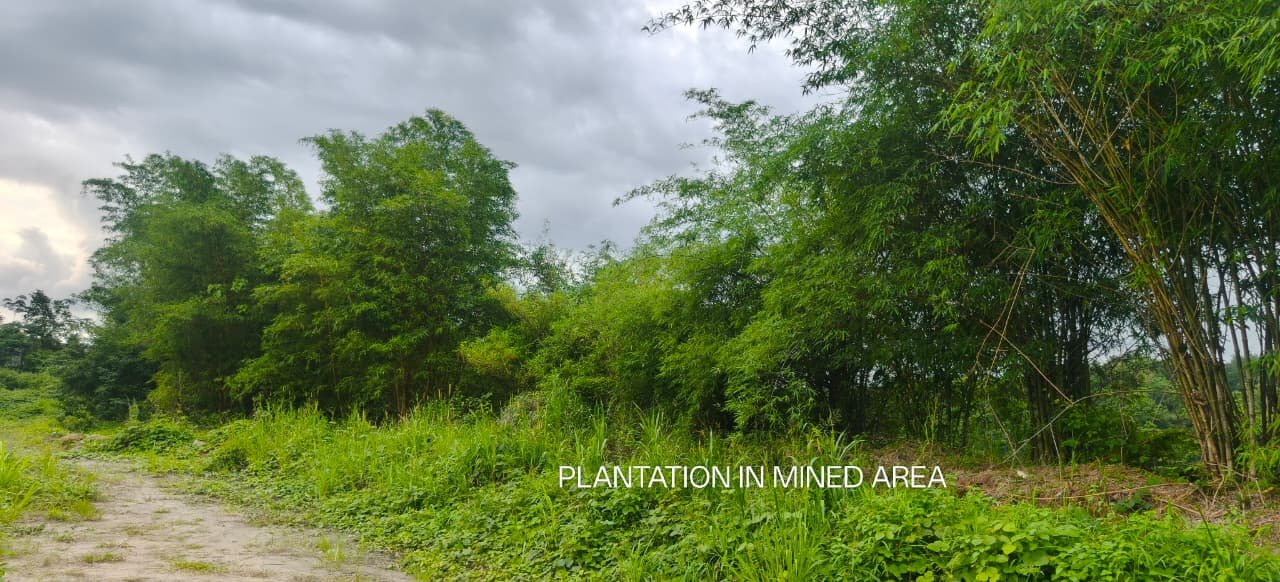 Environment protection by way of Afforestation